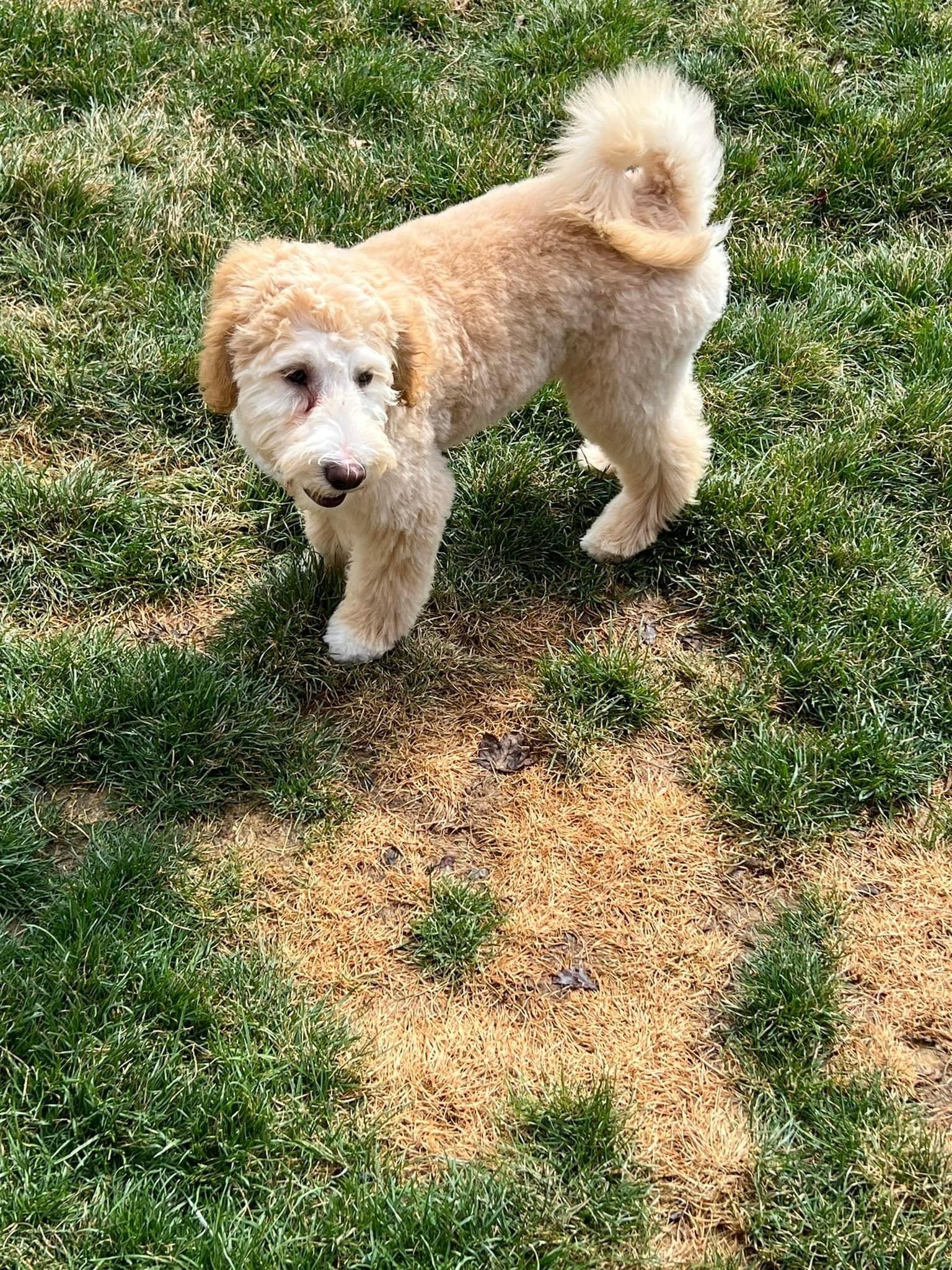 Current Litter Puppies Drewsaussiedoodles Current Litter Puppies Drewsaussiedoodles